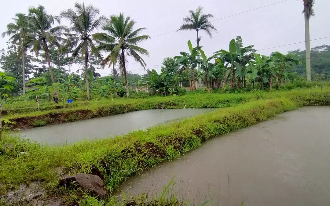 PEMBELIAN BENIH IKAN BUMDES BERKAH SENTOSA BERSAMA POKDAKAN UJEBA DESA PANGEBATAN